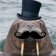 iamdrwalrus's Stream profile image