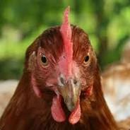 Huhn's Stream profile image