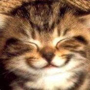 Hofvendahl's Stream profile image