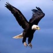 Fatihler_BlackEagle's Stream profile image