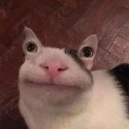 NO  HOMO's Stream profile image