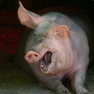 gros porc de merde's Stream profile image