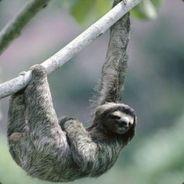 [KNOBI]Faultier321's Stream profile image