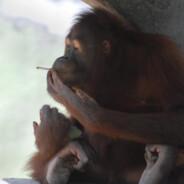 orang utan's - Steam avatar