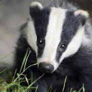 Bush_Badger's Stream profile image