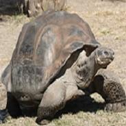 A Rare Tortoise's Stream profile image