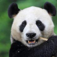 Black-Panda's - Steam avatar