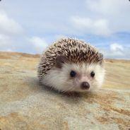 Maegane's Stream profile image