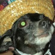 Rooster's Stream profile image