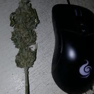 Negro10's Stream profile image
