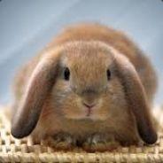 HunnyBunny's - Steam avatar