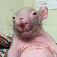 graydoh's Stream profile image