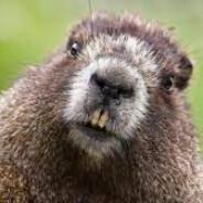 Fortunko's Stream profile image