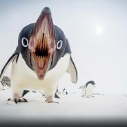MaBooH's Stream profile image