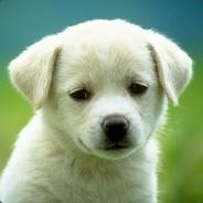 dogyu4's - Steam avatar