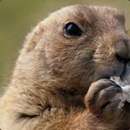 Marmotera's Stream profile image