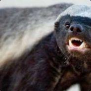 EVUELBADGERU's - Steam avatar