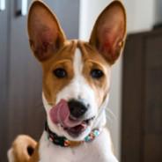 Basenji's - Steam avatar