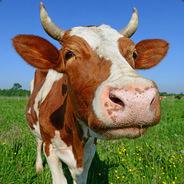 The Mighty Moo's - Steam avatar