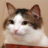 Pancaek's Stream profile image