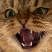 ValeraMVP's Stream profile image