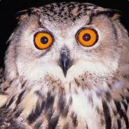 nicholai_hel's Stream profile image