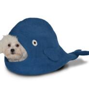 Dog Whale's Stream profile image