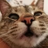 MiaOU's Stream profile image