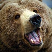 Papa Bear's Stream profile image