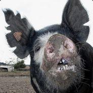 KongFu Pig's Stream profile image