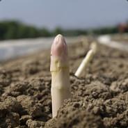 SpargelStecherSteffen's - Steam avatar