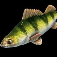John Fish's Stream profile image