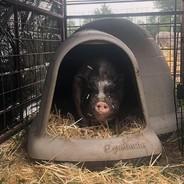 pigloo's Stream profile image