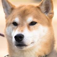 Shiba's - Steam avatar