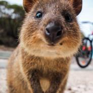 Quokka's Stream profile image