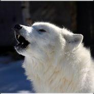 dedoh's Stream profile image