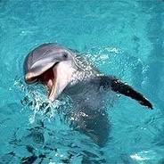 FLIPPER's - Steam avatar