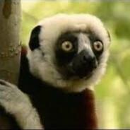 Zoboomafoo's - Steam avatar