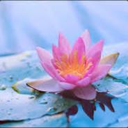 tuan4444's Stream profile image