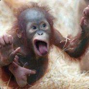 Daavaka's - Steam avatar