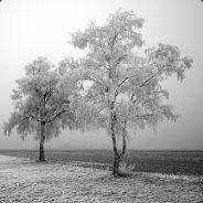 Rafnsvartr's Stream profile image