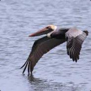 Majestic Pelican's - Steam avatar