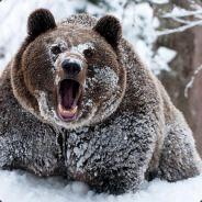 snowbear's - Steam avatar