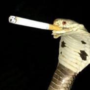 Cobra-Cigarette's - Steam avatar