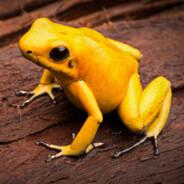 Yellow frog's Stream profile image