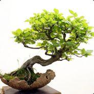 bonsai's - Steam avatar