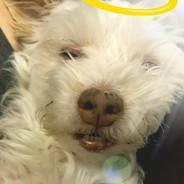 Saint Rufi's Stream profile image