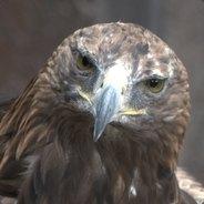 Hasarin's Stream profile image