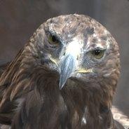 Hasarin's - Steam avatar