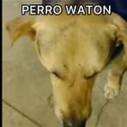 Perro Waton!'s - Steam avatar